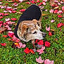 dog, autumn, fall_leaves, grass, black_coat, outdoor, leaf_litter, nature, pet, curious, canine, seasonal, colorful, animal, greenery, park, leaf, brown_dog, fall_season, daylight