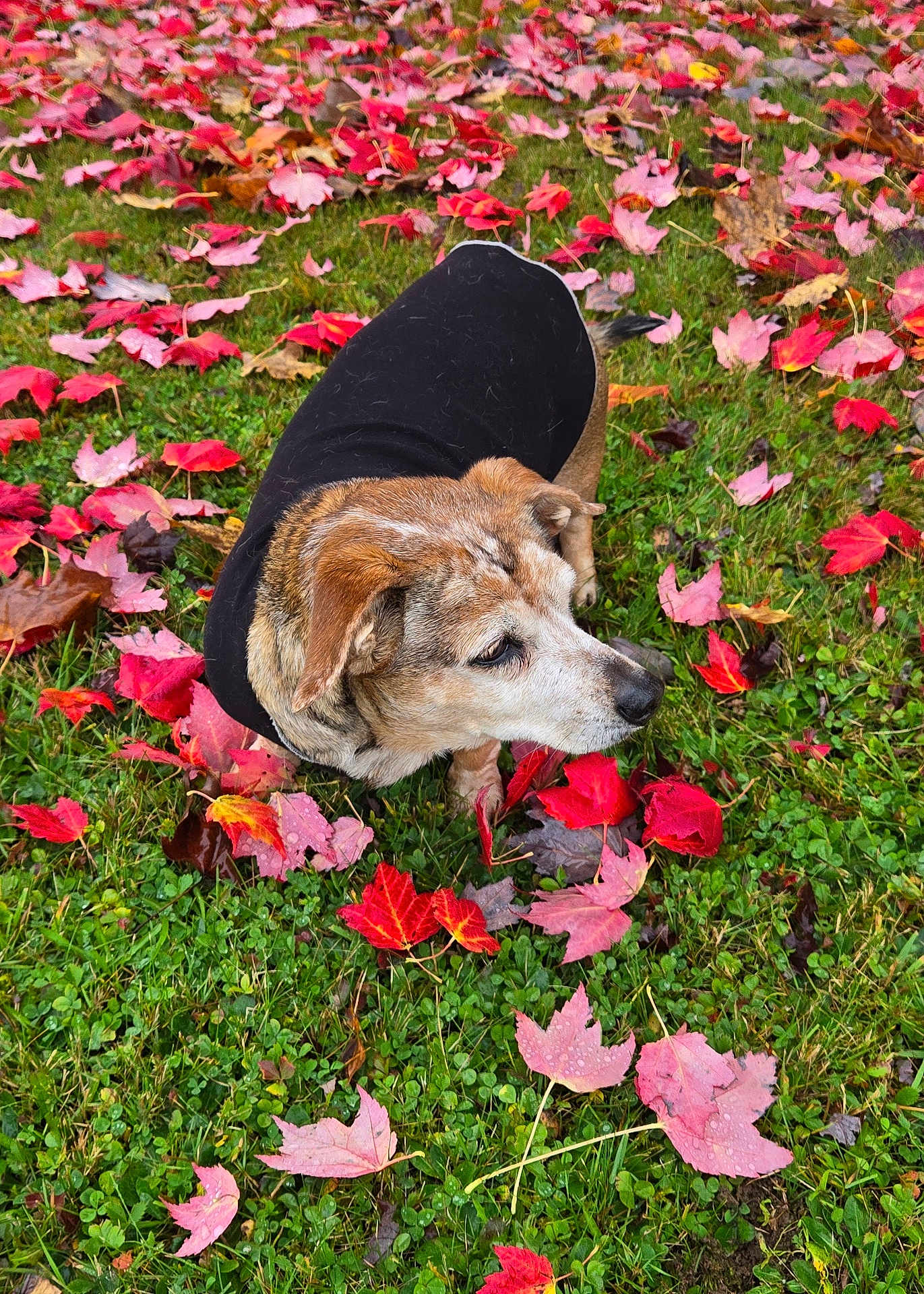 Cricket joined the competition — help win amazing prizes! dog, autumn, fall_leaves, grass, black_coat, outdoor, leaf_litter, nature, pet, curious, canine, seasonal, colorful, animal, greenery, park, leaf, brown_dog, fall_season, daylight