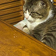 Freddy is registered to the contest to win money with this photo: cat, tabby_cat, feline, pet, indoor, cushion, chair, wooden_table, wood_paneling, fur, whiskers, relaxed, home, domestic, animal, resting, close_up, brown, white, striped
