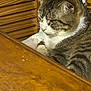 cat, tabby_cat, feline, pet, indoor, cushion, chair, wooden_table, wood_paneling, fur, whiskers, relaxed, home, domestic, animal, resting, close_up, brown, white, striped
