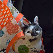 Ziggy joined the competition — help win amazing prizes! animal, black, breathe, cat, chair, closeup, colorful, curious, ears, fabric, face, indoor, orange, pattern, pet, relaxed, sitting, text, tote_bag, white