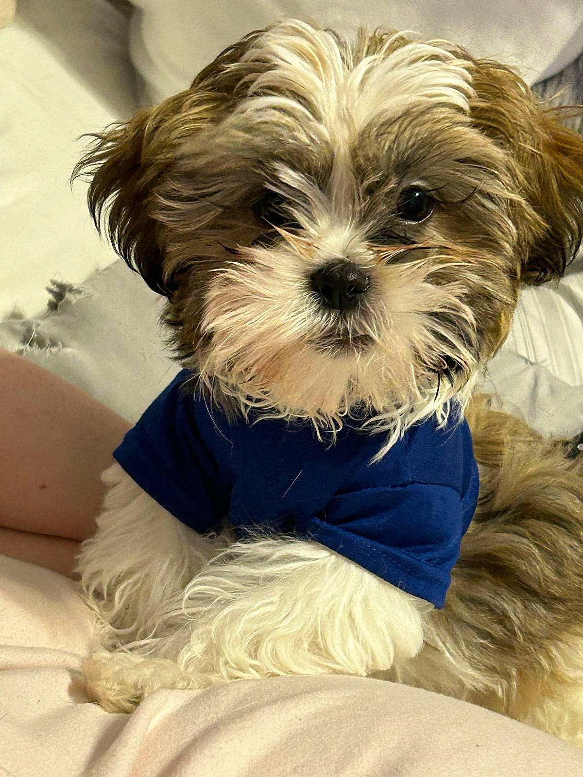 Zeke is registered to the contest to win money with this photo: biewer_terrier, canidae, carnivore, comfort, companion_dog, dog, dog_breed, dog_supply, fur, liver, maltepoo, pet_supply, puppy_love, shih_poo, small_terrier, snout, sporting_group, terrier, toy_dog, working_animal