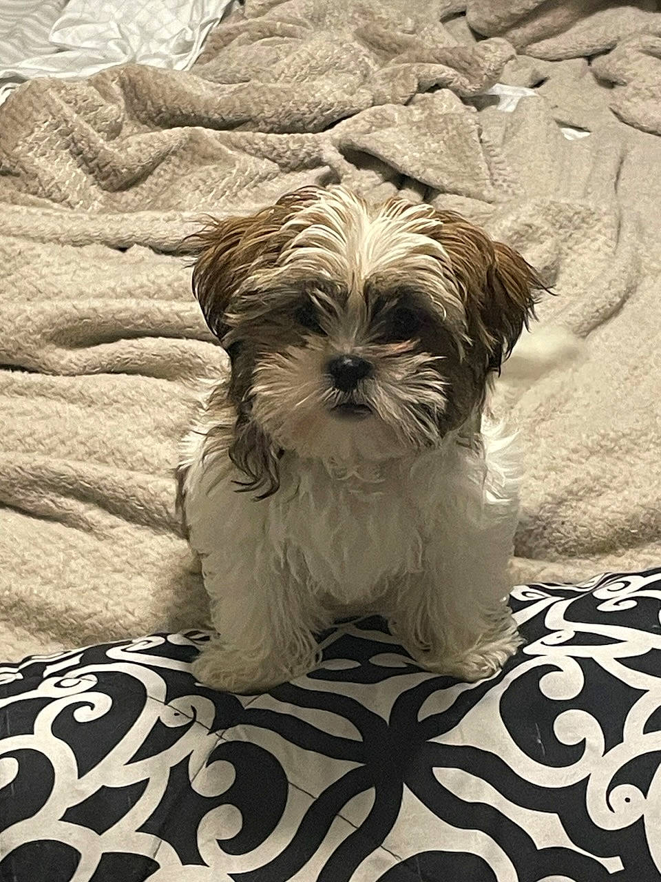 Zeke is registered to the contest to win money with this photo: canidae, carnivore, comfort, companion_dog, dog, dog_breed, dog_supply, fawn, font, fur, liver, pet_supply, shih_tzu, small_terrier, snout, sporting_group, terrestrial_animal, terrier, toy_dog, working_animal