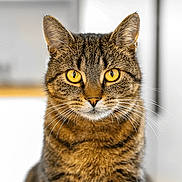 Wiki a rejoint le concours — aidez-le/la à gagner de superbes lots ! alert, animal, cat, close_up, cute, domestic_cat, face, feline, fur, indoor, looking_at_camera, mammal, pet, portrait, sharp_focus, soft_background, tabby_cat, whiskers, whiskers_visible, yellow_eyes