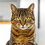 alert, animal, cat, close_up, cute, domestic_cat, face, feline, fur, indoor, looking_at_camera, mammal, pet, portrait, sharp_focus, soft_background, tabby_cat, whiskers, whiskers_visible, yellow_eyes