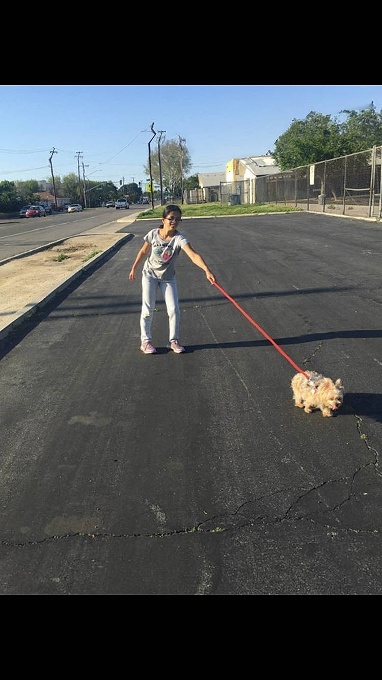 Celena joined the competition — help win amazing prizes! asphalt, carnivore, companion_dog, concrete, dog, dog_breed, fashion_accessory, lane, leash, person, pet_supply, public_utility, recreation, road, road_surface, shadow, sidewalk, sky, sporting_group, tar