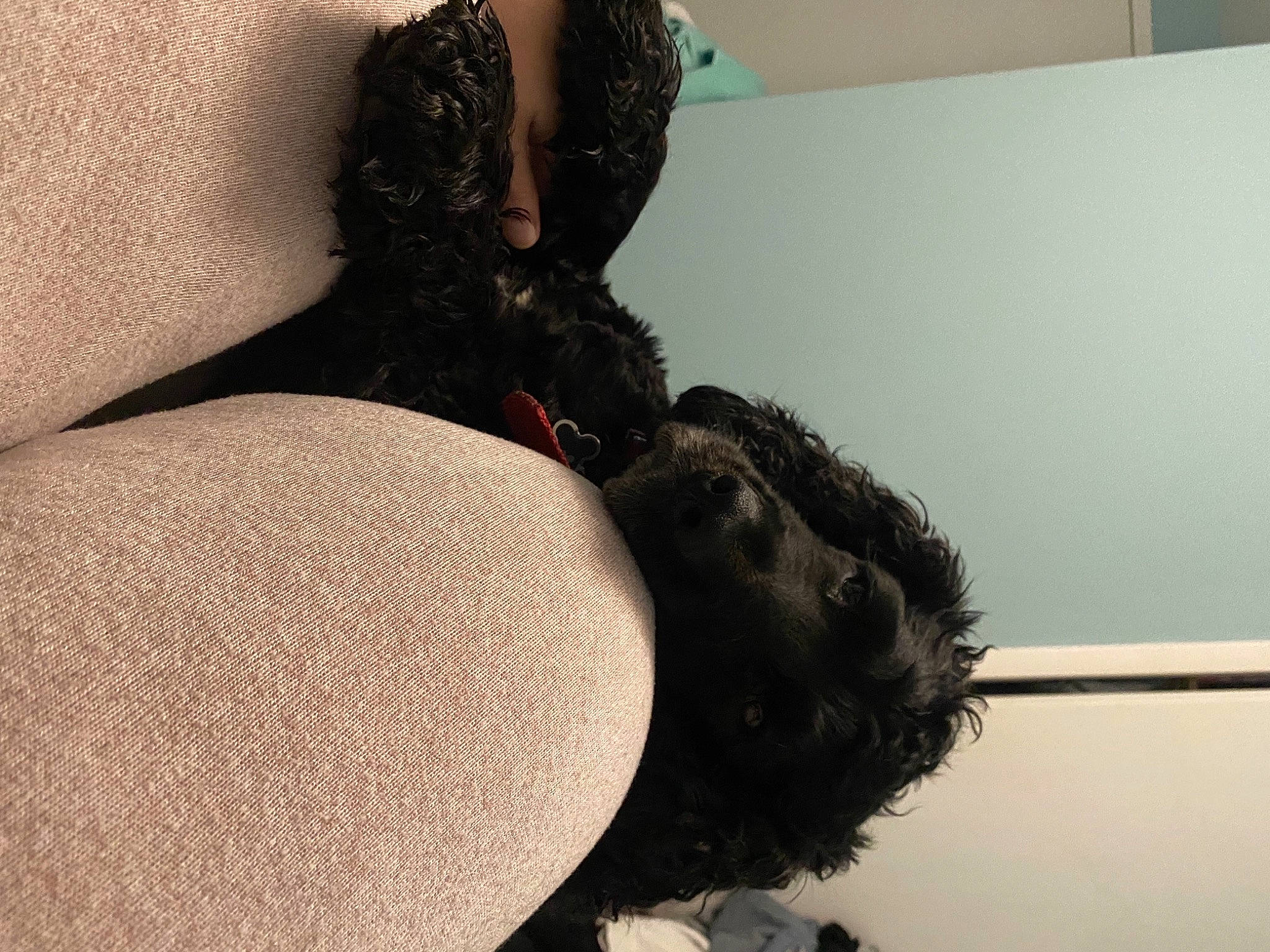 Buddy is registered to the contest to win money with this photo: abdomen, bed, chest, cocktail_dress, comfort, fashion_accessory, fur, hip, human_body, human_leg, knee, lingerie, stocking, stuffed_toy, teddy_bear, thigh, toy, trunk, waist, wool