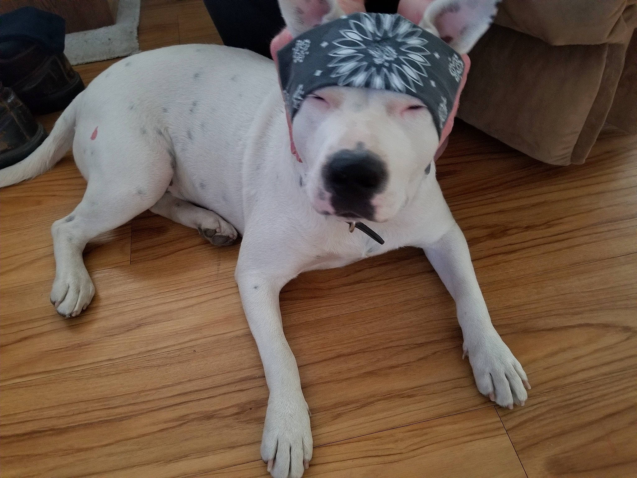 Elle joined the competition — help win amazing prizes! canidae, carnivore, collar, companion_dog, dog, dog_breed, fawn, floor, flooring, grey, hardwood, laminate_flooring, plywood, shipping_box, snout, varnish, wood, wood_flooring, wood_stain, working_animal