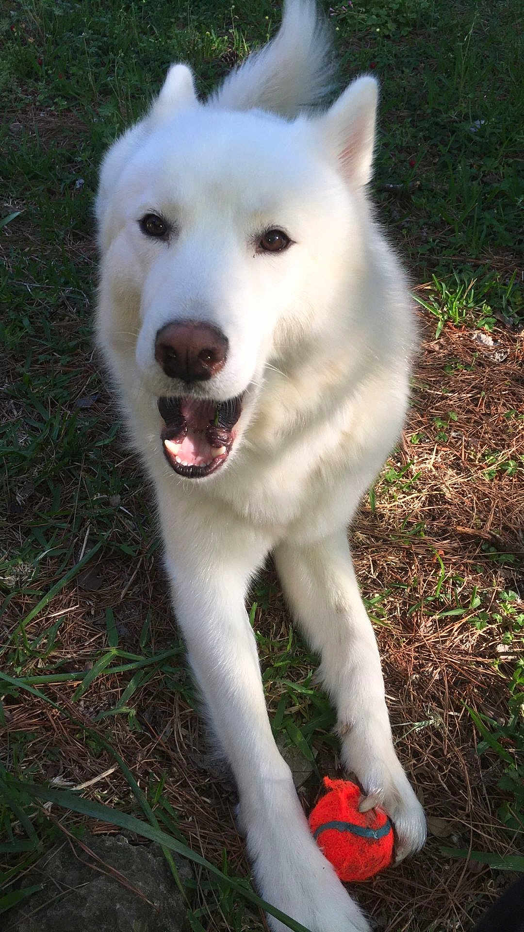 Max