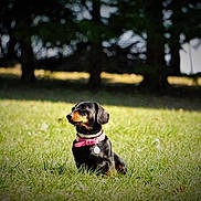 Oona a rejoint le concours — aidez-le/la à gagner de superbes lots ! animal, black_and_tan, dachshund, dog, dog_tag, grass, landscape, nature, outdoors, park, pet, pink_collar, portrait, profile, short_hair, sitting, small_dog, sunlight, trees, woodland