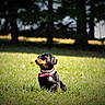 animal, black_and_tan, dachshund, dog, dog_tag, grass, landscape, nature, outdoors, park, pet, pink_collar, portrait, profile, short_hair, sitting, small_dog, sunlight, trees, woodland
