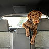 Baïa a rejoint le concours — aidez-le/la à gagner de superbes lots ! dog, puppy, brown_dog, chocolate_lab, animal, pet, car, vehicle, backseat, car_interior, draped, sitting, front_legs, long_legs, golden_eyes, collar, rear_window, seats, indoor, portrait