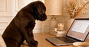 Baïa participe au concours pour gagner de l'argent avec cette photo : puppy, dog, sitting, indoor, home_office, desk, laptop, notebook, pen, coffee_mug, lamp, candle, flowers, dried_flowers, wooden_table, interior, cozy, portrait, side_profile, workplace