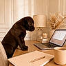 puppy, dog, sitting, indoor, home_office, desk, laptop, notebook, pen, coffee_mug, lamp, candle, flowers, dried_flowers, wooden_table, interior, cozy, portrait, side_profile, workplace