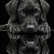 Baïa participe au concours pour gagner de l'argent avec cette photo : dog, puppy, black_dog, portrait, close_up, black_and_white, monochrome, reflection, symmetry, paws, floppy_ears, nose, eyes, fur, studio_lighting, dark_background, dramatic, serious, pet, photography