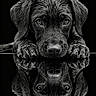 dog, puppy, black_dog, portrait, close_up, black_and_white, monochrome, reflection, symmetry, paws, floppy_ears, nose, eyes, fur, studio_lighting, dark_background, dramatic, serious, pet, photography