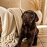 Baïa a rejoint le concours — aidez-le/la à gagner de superbes lots ! puppy, dog, chocolate_lab, brown_fur, sitting, portrait, pet, canine, floppy_ears, brown_eyes, indoor, living_room, wooden_floor, blanket, cushion, cozy, warm_lighting, home_decor, cute, photography