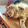 Tipie a rejoint le concours — aidez-le/la à gagner de superbes lots ! cat, fluffy_cat, long_hair, tabby, pet, animal, feline, green_eyes, whiskers, paws, lying_down, relaxed, playful, indoor, wooden_table, furniture, close_up, portrait, warm_lighting, home