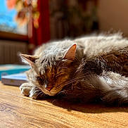Tipie a rejoint le concours — aidez-le/la à gagner de superbes lots ! cat, sleeping, fluffy, fur, pet, animal, indoors, wooden_table, sunlight, cozy, relaxed, resting, whiskers, ears, closed_eyes, portrait, warm_lighting, home, books, peaceful