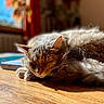 cat, sleeping, fluffy, fur, pet, animal, indoors, wooden_table, sunlight, cozy, relaxed, resting, whiskers, ears, closed_eyes, portrait, warm_lighting, home, books, peaceful