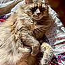 cat, fluffy, longhaired, feline, pet, animal, sleepy, relaxed, lounging, portrait, closeup, whiskers, ears, paws, fur, brown, beige, quilt, blanket, indoors