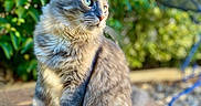 Tipie participe au concours pour gagner de l'argent avec cette photo : cat, feline, fluffy, long_hair, gray_fur, cream_fur, blue_eyes, whiskers, ears, sitting, outdoor, garden, plants, greenery, sunlight, portrait, close_up, animal, pet, garden_hose