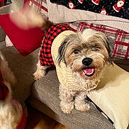 Baylee joined the competition — help win amazing prizes! blanket, cheerful, couch, cozy, cute, decor, dog, fur, furniture, furry, happy, holiday, indoor, pet, plaid_skirt, small_dog, smiling, sweater, tail_wagging, wood_floor
