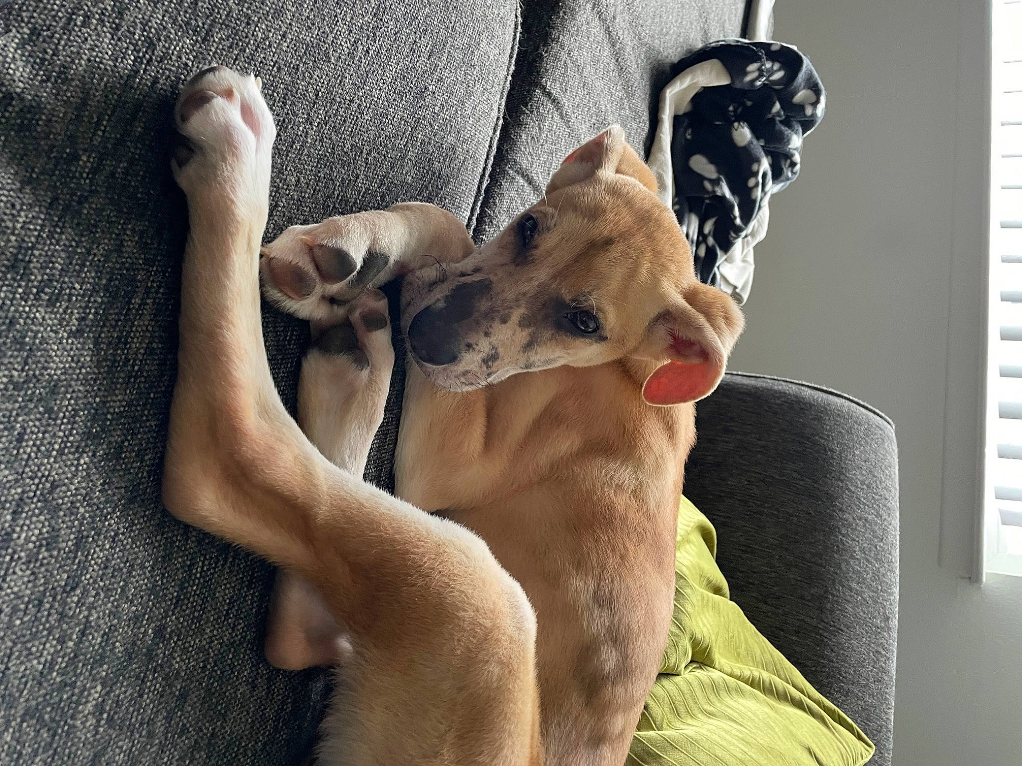 Scarlett joined the competition — help win amazing prizes! art, canidae, carnivore, comfort, companion_dog, dog, dog_breed, fawn, felidae, fur, human_leg, knee, leg, paw, selfie, small_to_medium_sized_cats, snout, sporting_group, thigh, whiskers