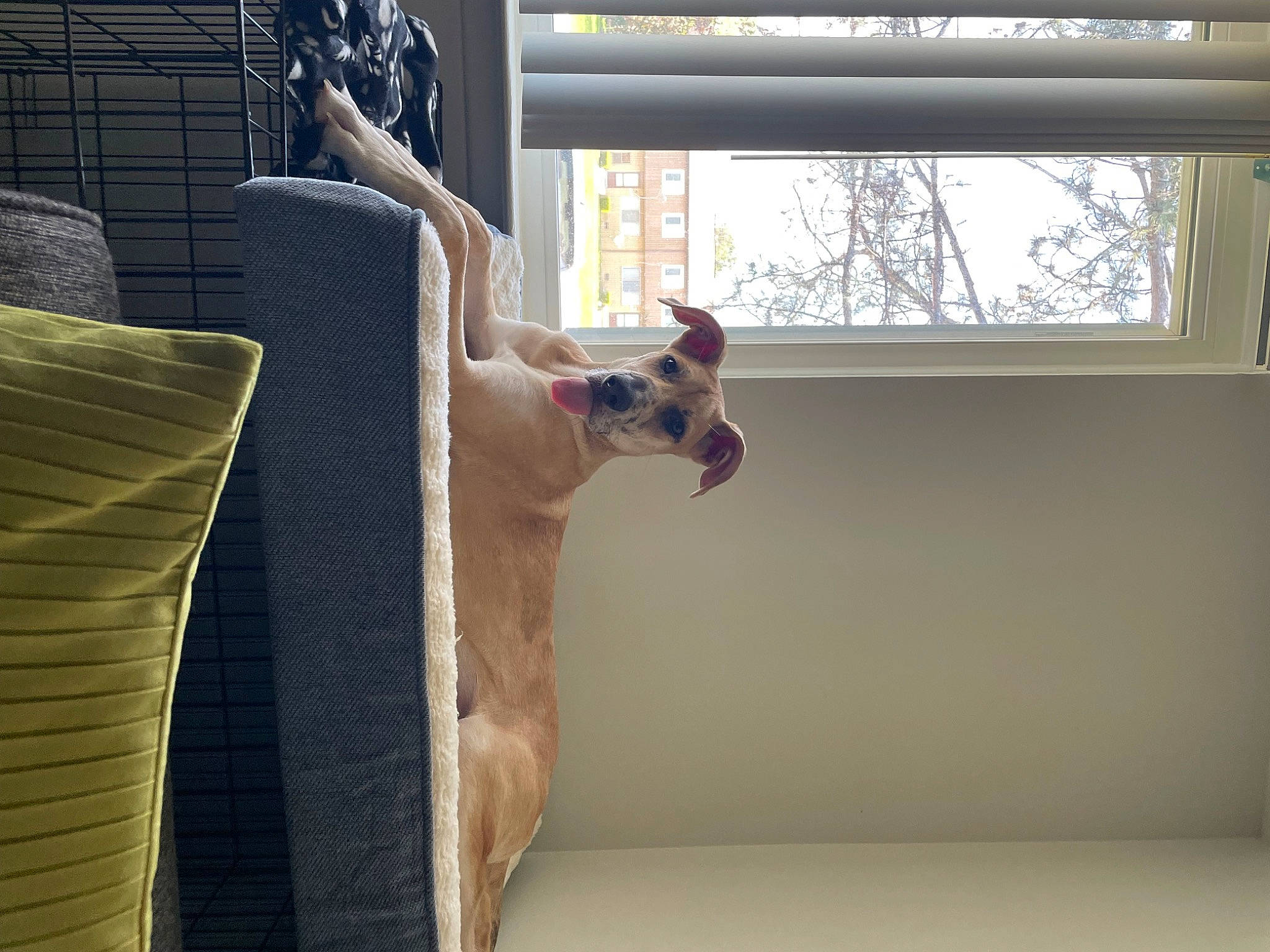 Scarlett joined the competition — help win amazing prizes! carnivore, comfort, companion_dog, dog, fawn, felidae, hardwood, house, interior_design, room, sash_window, shade, tail, textile, tints_and_shades, tree, window, window_covering, window_treatment, wood