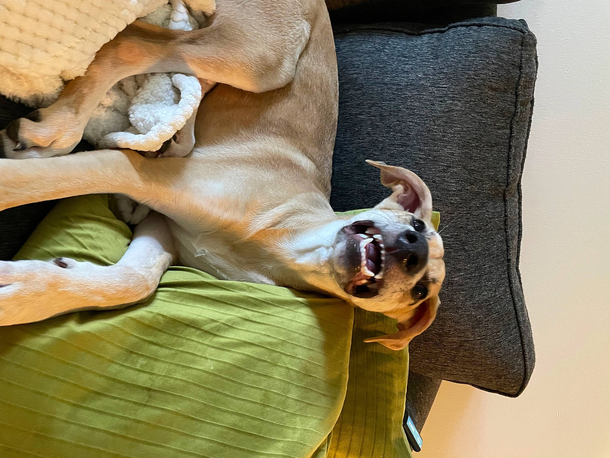 Scarlett is registered to the contest to win money with this photo: canidae, carnivore, comfort, companion_dog, dog, dog_breed, dog_collar, dog_supply, fawn, fur, human_leg, linens, liver, smile, snout, sporting_group, terrestrial_animal, whiskers, wood, working_animal