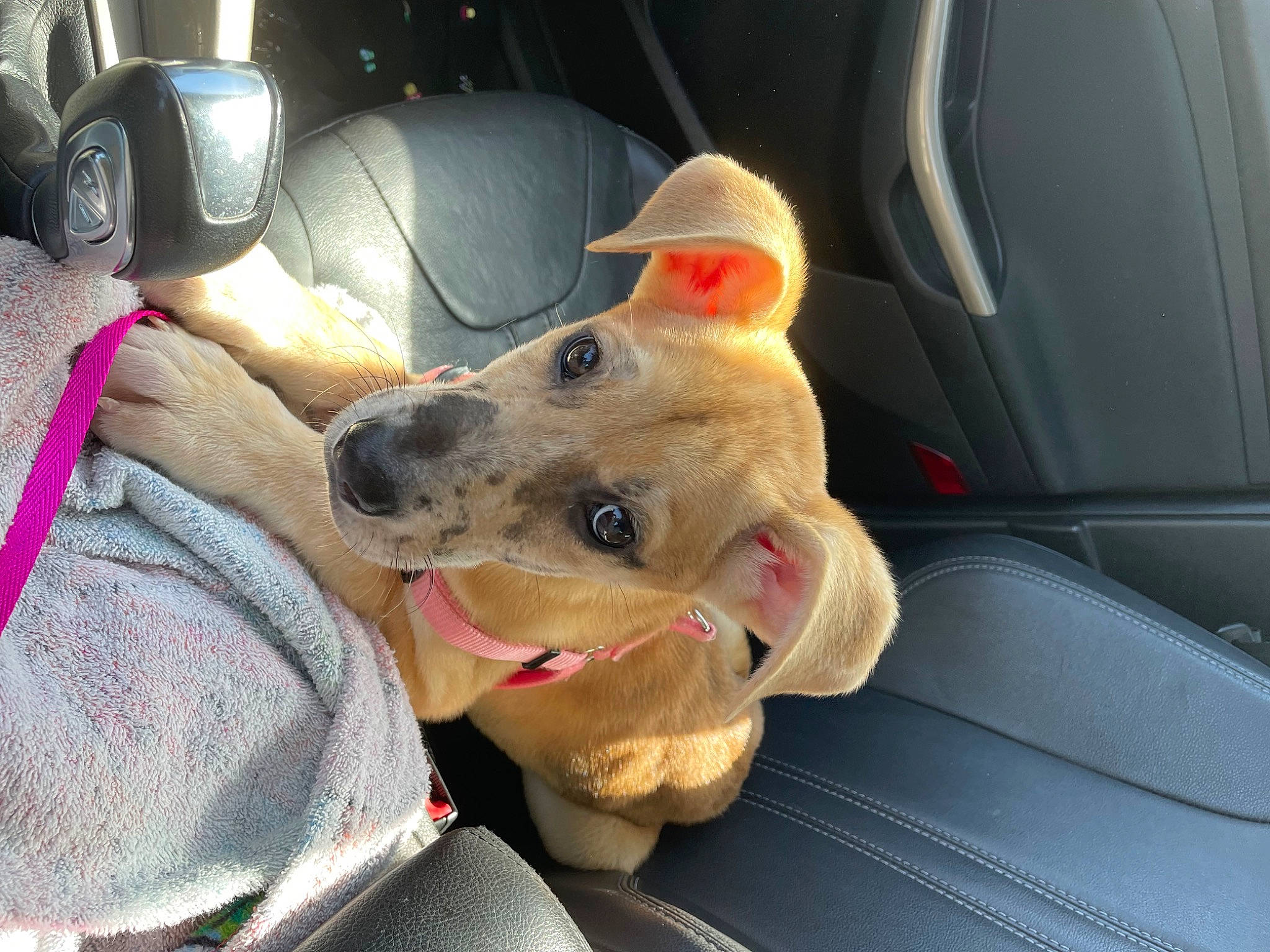 Scarlett joined the competition — help win amazing prizes! auto_part, automotive_exterior, automotive_window_part, car, car_seat, car_seat_cover, carnivore, comfort, companion_dog, dog, dog_breed, family_car, fawn, mammal, motor_vehicle, snout, steering_wheel, vehicle, vehicle_door, windshield