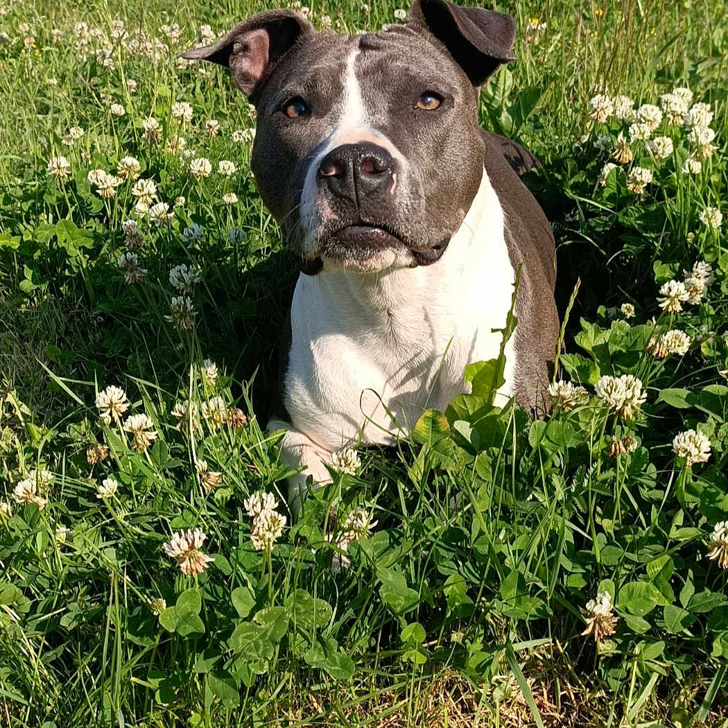 Palma participe au concours pour gagner de l'argent avec cette photo : dog, pit_bull, canine, pet, portrait, outdoors, meadow, grass, clover, flowers, greenery, sunlight, sitting, short_hair, black_and_white, white_chest, floppy_ears, looking_at_camera, nature, animal