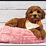 Sadie is registered to the contest to win money with this photo: puppy, dog, brown_fur, curly_fur, bandana, pink_bed, plush, soft_texture, pet, cute, animal, indoor, portrait, resting, looking_at_camera, white_background, wooden_background, adorable, companion, domestic_animal