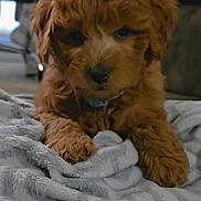 Sadie joined the competition — help win amazing prizes! puppy, dog, brown, fluffy, collar, blanket, indoor, pet, cute, fur, animal, resting, soft, cozy, young, domestic, mammal, canine, closeup, laying