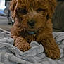 puppy, dog, brown, fluffy, collar, blanket, indoor, pet, cute, fur, animal, resting, soft, cozy, young, domestic, mammal, canine, closeup, laying