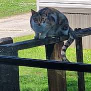 Daisy is registered to the contest to win money with this photo: animal, cat, curious, daylight, ears, eyes, feline, fur, grass, greenery, mobile_home, nature, outdoor, pet, pickup_truck, residential, street, tail, window, wooden_railing