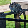 animal, cat, curious, daylight, ears, eyes, feline, fur, grass, greenery, mobile_home, nature, outdoor, pet, pickup_truck, residential, street, tail, window, wooden_railing
