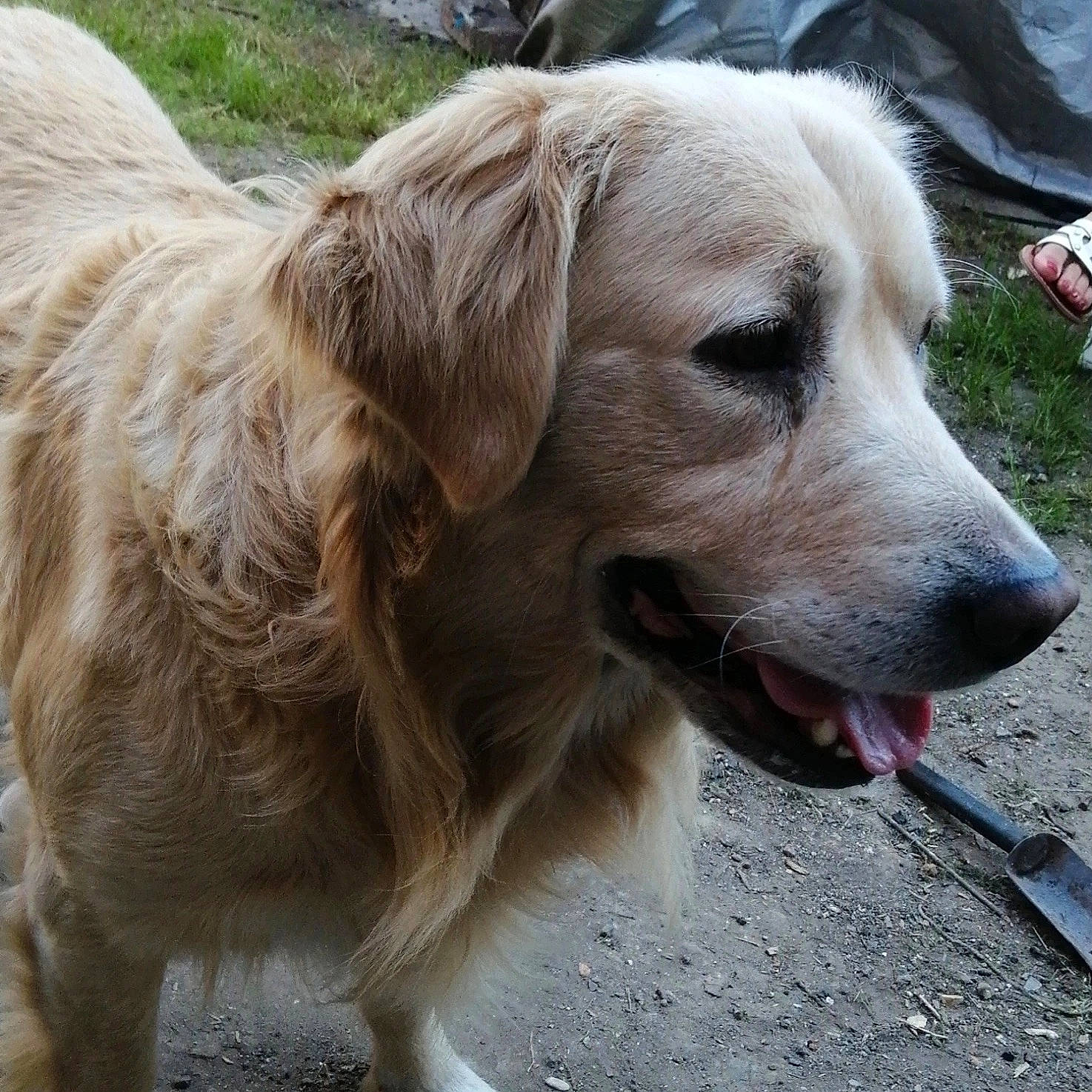 Locky a rejoint le concours — aidez-le/la à gagner de superbes lots ! canidae, carnivore, collar, companion_dog, dog, dog_breed, dog_collar, fawn, fur, gun_dog, pet_supply, plant, retriever, snout, sporting_group, terrestrial_animal, whiskers, working_animal, working_dog