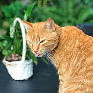 Simba participe au concours pour gagner de l'argent avec cette photo : cat, ginger_cat, tongue_out, plant, basket, greenery, fur, close_up, pet, animal, outdoor, nature, whiskers, collar, domestic_cat, portrait, cute, playful, feline, background_blur