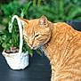 cat, ginger_cat, tongue_out, plant, basket, greenery, fur, close_up, pet, animal, outdoor, nature, whiskers, collar, domestic_cat, portrait, cute, playful, feline, background_blur
