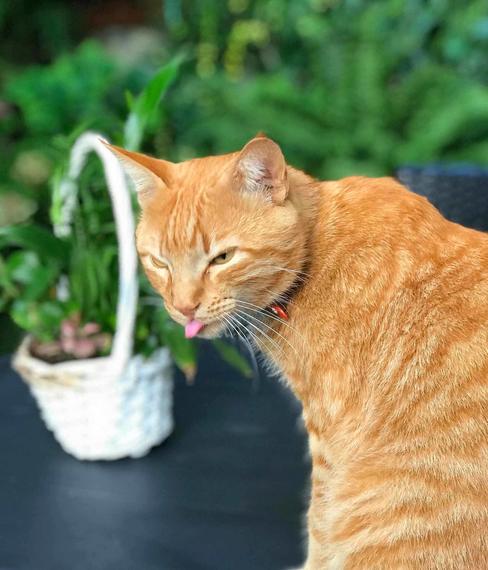 Simba