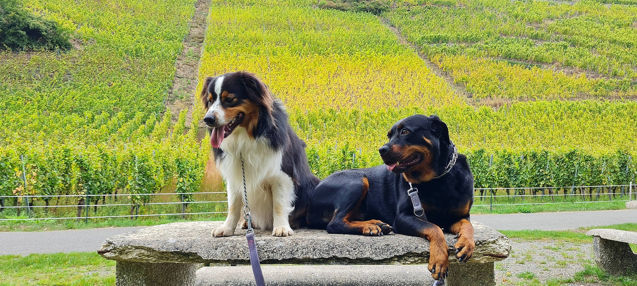 Princesse a rejoint le concours — aidez-le/la à gagner de superbes lots ! bernese_mountain_dog, canidae, carnivore, companion_dog, dog, dog_breed, fence, giant_dog_breed, grass, grassland, guard_dog, plant, rottweiler, sporting_group, terrestrial_animal, working_animal, working_dog
