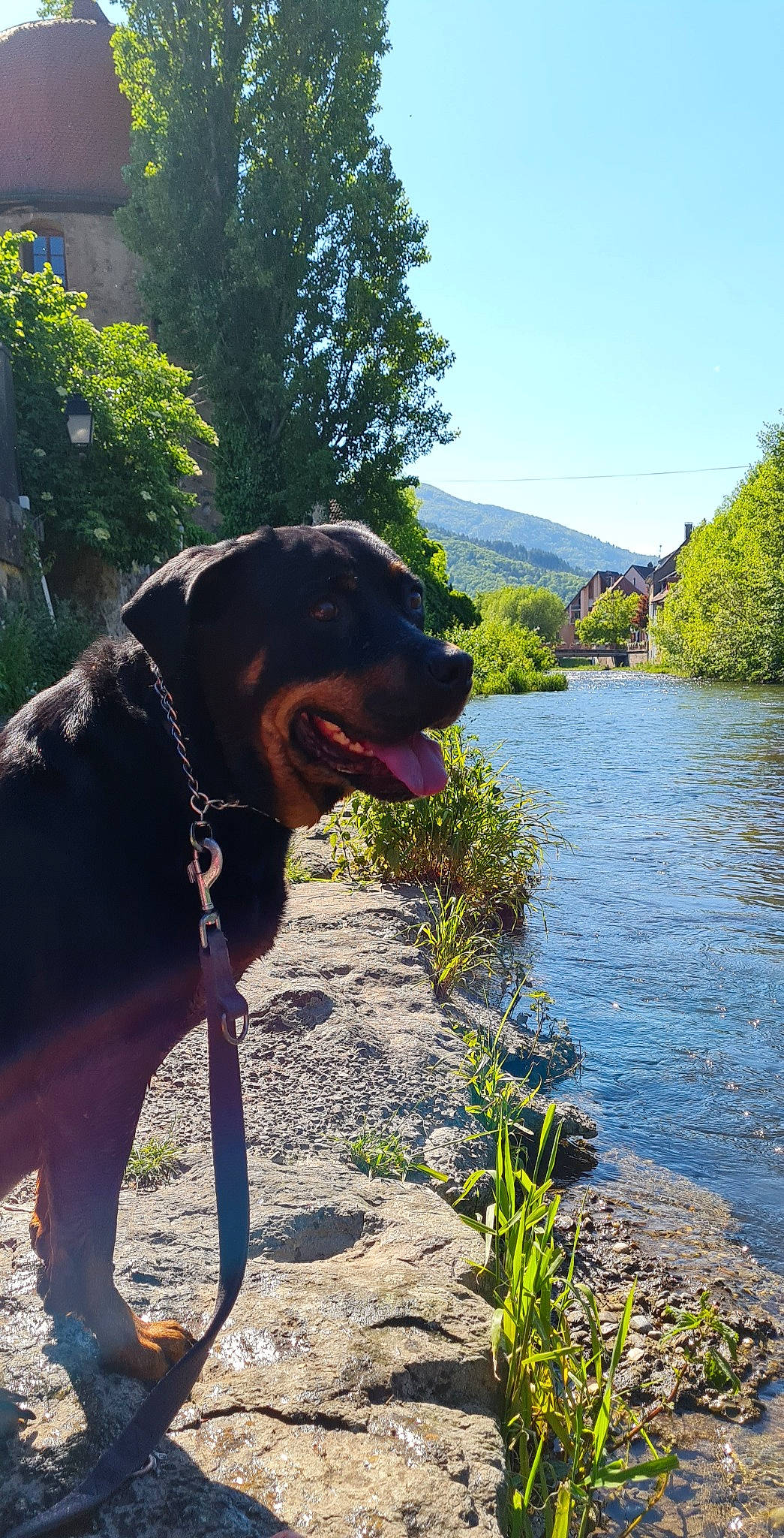 Princesse a rejoint le concours — aidez-le/la à gagner de superbes lots ! carnivore, collar, companion_dog, dog, dog_breed, dog_collar, fawn, flower, grass, lake, landscape, leash, liver, mountain, plant, sky, sporting_group, tree, water, working_animal