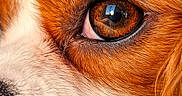 Uzo a rejoint le concours — aidez-le/la à gagner de superbes lots ! animal, brown, canine, close_up, curious, cute, detail, dog, eye, fur, macro, muzzle, nature, pet, portrait, reflection, soft, texture, whiskers, white