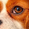 animal, brown, canine, close_up, curious, cute, detail, dog, eye, fur, macro, muzzle, nature, pet, portrait, reflection, soft, texture, whiskers, white
