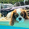 Uzo a rejoint le concours — aidez-le/la à gagner de superbes lots ! animal, blue, brown_and_white, canine, closeup, daylight, dog, furniture, greenery, lounge, nature, outdoor, pet, pool, portrait, relaxing, resting, summer, sunlight, water
