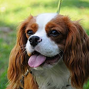 Uzo participe au concours pour gagner de l'argent avec cette photo : animal, brown_and_white, canine, cavalier_king_charles_spaniel, close_up, companion, cute, dog, ears, friendly, fur, grass, happy, leash, mammal, nature, outdoor, pet, portrait, tongue_out