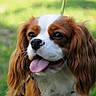 animal, brown_and_white, canine, cavalier_king_charles_spaniel, close_up, companion, cute, dog, ears, friendly, fur, grass, happy, leash, mammal, nature, outdoor, pet, portrait, tongue_out
