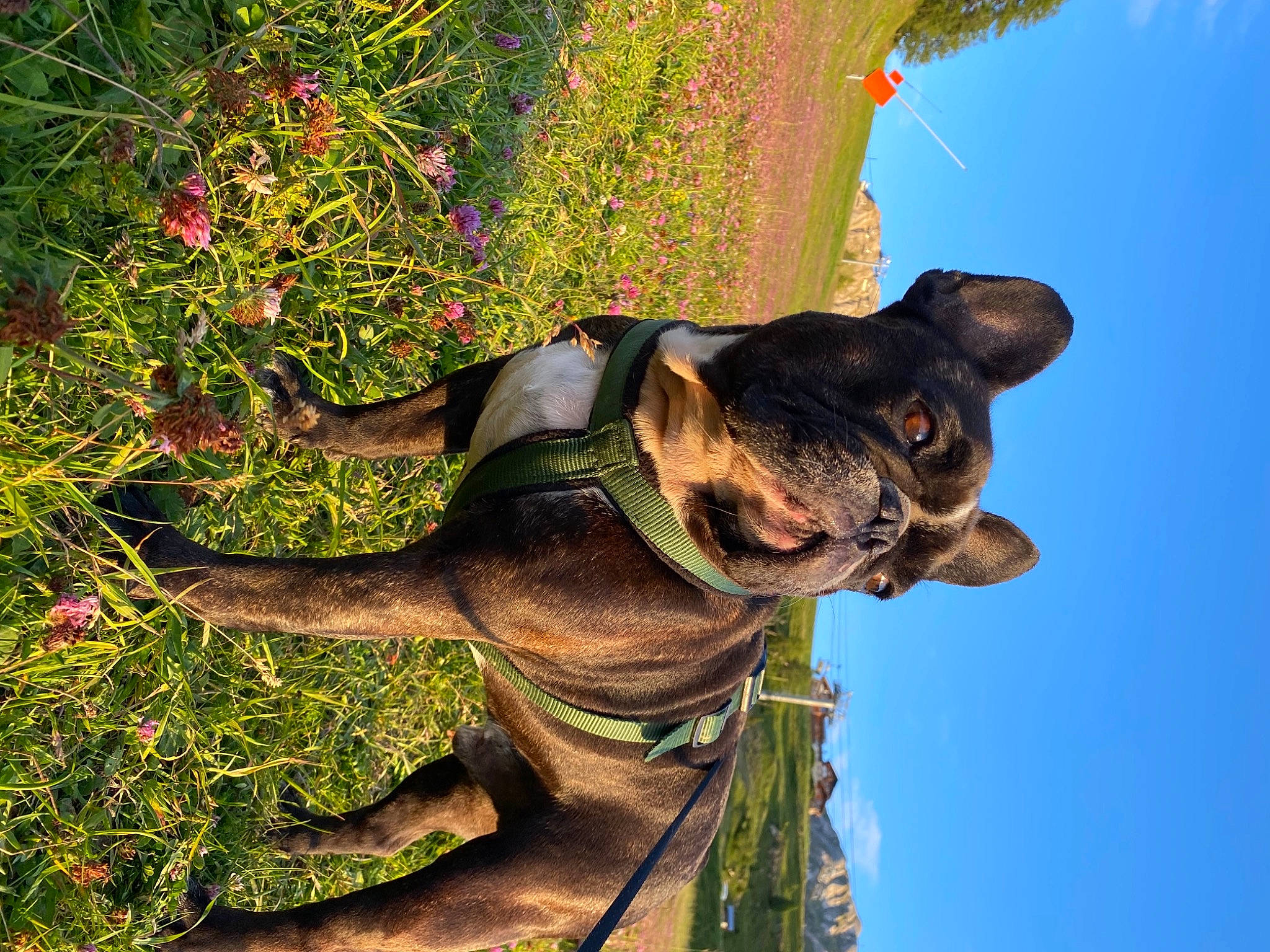 Tyson participe au concours pour gagner de l'argent avec cette photo : canidae, carnivore, collar, companion_dog, dog, dog_breed, dog_collar, eye, fawn, flower, grass, liver, plant, sky, snout, sporting_group, tail, tree, wildlife, working_animal