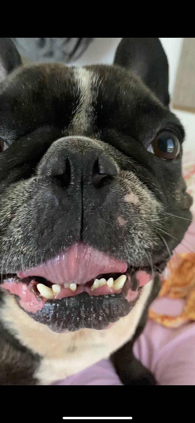 Tyson participe au concours pour gagner de l'argent avec cette photo : beauty, black, carnivore, close_up, collar, companion_dog, dog, dog_breed, fawn, nose, organ, pug, snapshot, snout, sporting_group, tongue, vertebrate, whiskers, working_animal, wrinkle